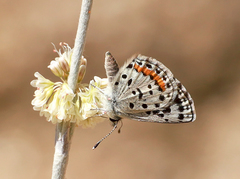 Euphilotes enoptes dammersi