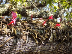 Aporocactus flagelliformis