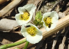 Sagittaria montevidensis