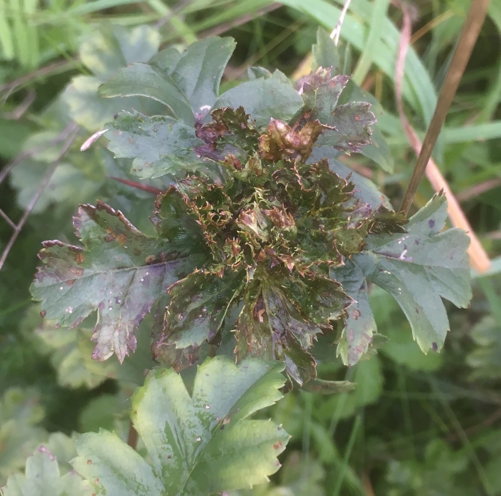 Hawthorn Button-top Midge