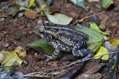 Rhinella henseli