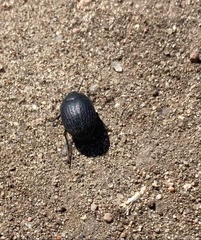 Eusattus reticulatus