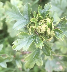 Dasineura crataegi