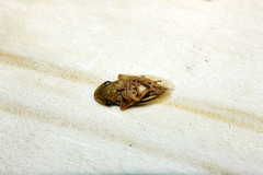 Aphrodinae