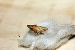 Aphrodinae