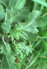 Dasineura crataegi