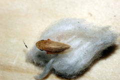 Aphrodinae