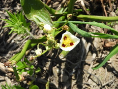 Sagittaria montevidensis