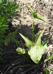Sagittaria montevidensis