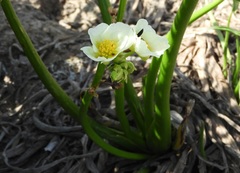Sagittaria montevidensis