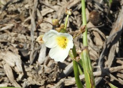 Sagittaria montevidensis