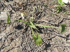 Sagittaria montevidensis