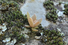 Echeveria dactylifera