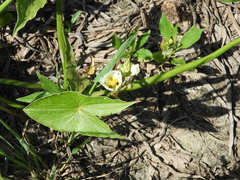 Sagittaria montevidensis
