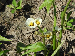 Sagittaria montevidensis
