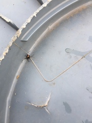 Latrodectus variolus