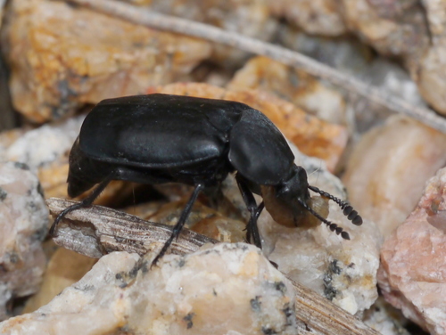 Thanatophilus truncatus