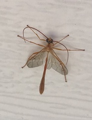 Enicospilus guatemalensis