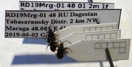 Taphropeltus hamulatus