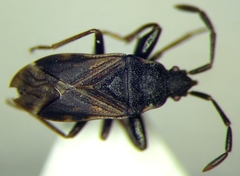 Taphropeltus hamulatus