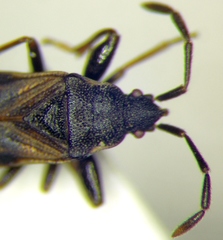 Taphropeltus hamulatus