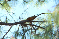Sciurus nayaritensis