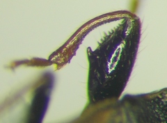 Taphropeltus hamulatus