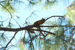 Sciurus nayaritensis