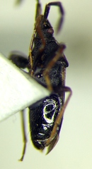 Taphropeltus hamulatus