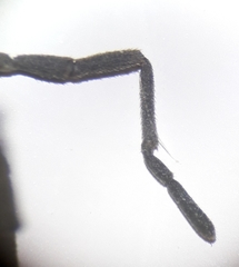 Trogulus closanicus