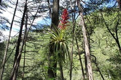 Tillandsia borealis