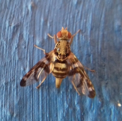 Pseudodyscrasis scutellaris