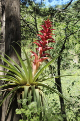 Tillandsia borealis