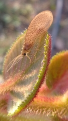 Dilaridae