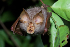 Trefoil Horseshoe Bat photo 1