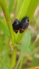 Triecphorella geniculata