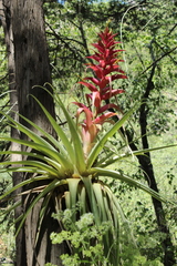 Tillandsia borealis