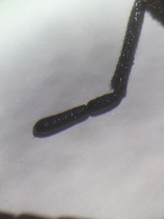Trogulus closanicus