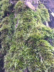 Sciuro-hypnum populeum