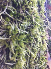 Sciuro-hypnum populeum