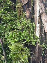 Sciuro-hypnum populeum