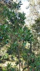 Ternstroemia lineata