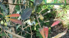 Ternstroemia lineata