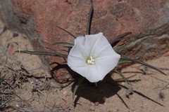 Ipomoea simplex