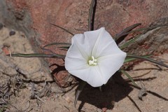 Ipomoea simplex