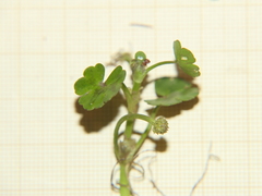 Ranunculus omiophyllus