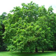 Catalpa speciosa