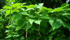 Catalpa speciosa