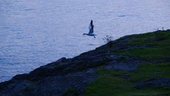 Anser caerulescens caerulescens