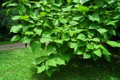 Catalpa speciosa